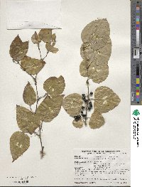 Smilax tamnoides image