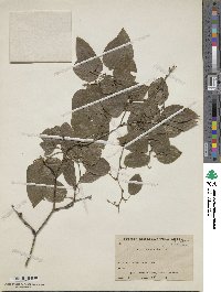 Smilax tamnoides image