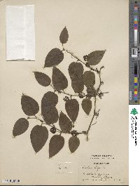 Smilax tamnoides image