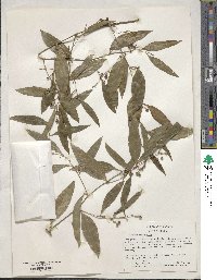 Smilax laurifolia image