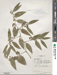 Smilax laurifolia image