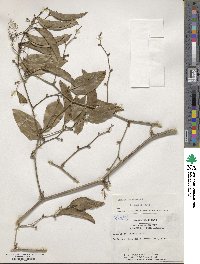 Smilax laurifolia image