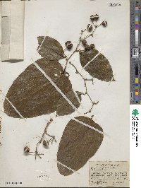 Smilax longifolia image