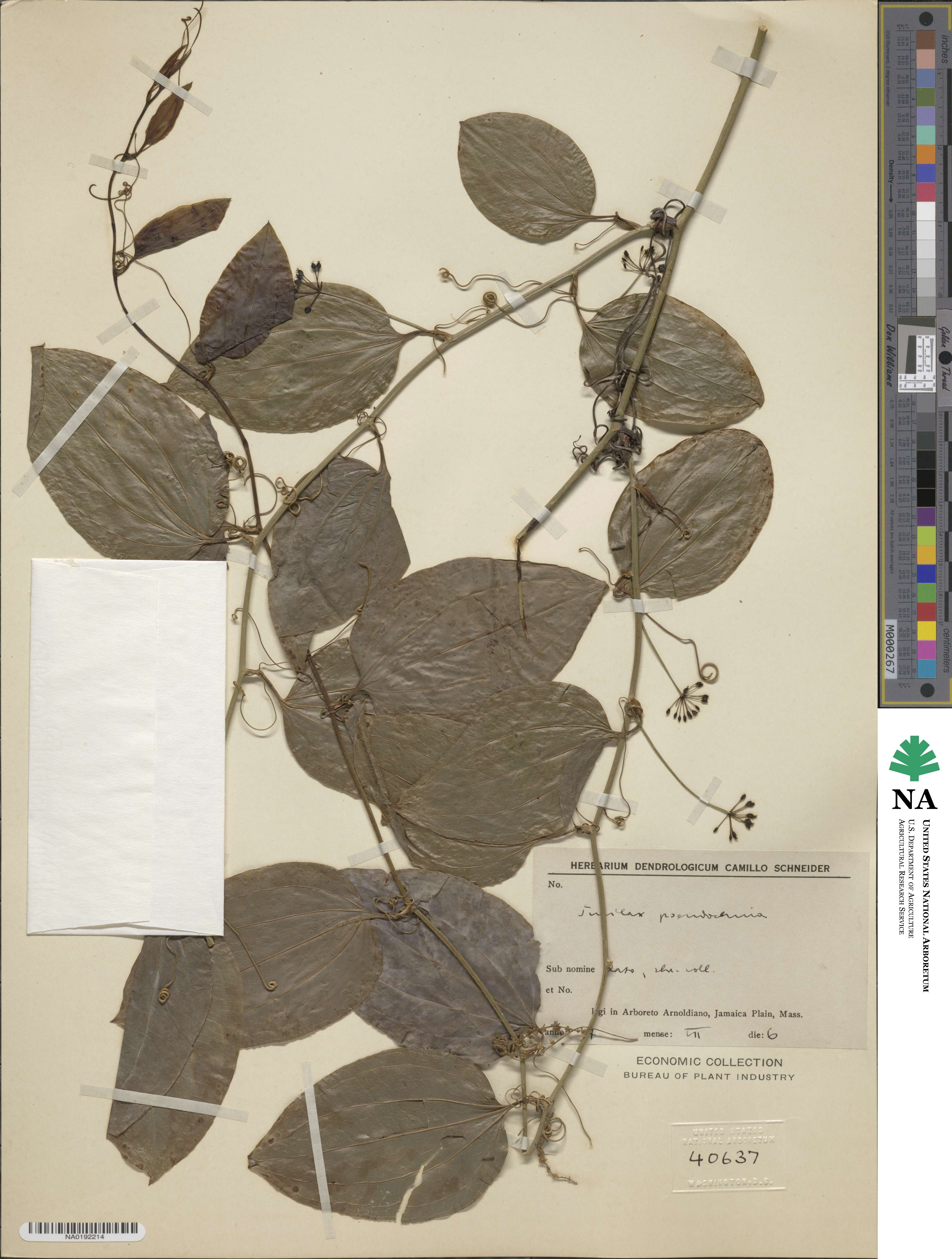 Smilax pseudochina image