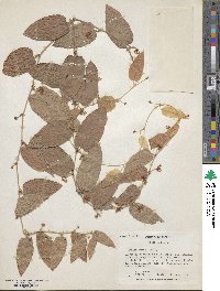 Smilax pumila image