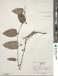 Smilax pumila image