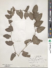 Smilax pumila image