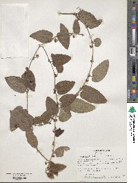 Smilax pumila image