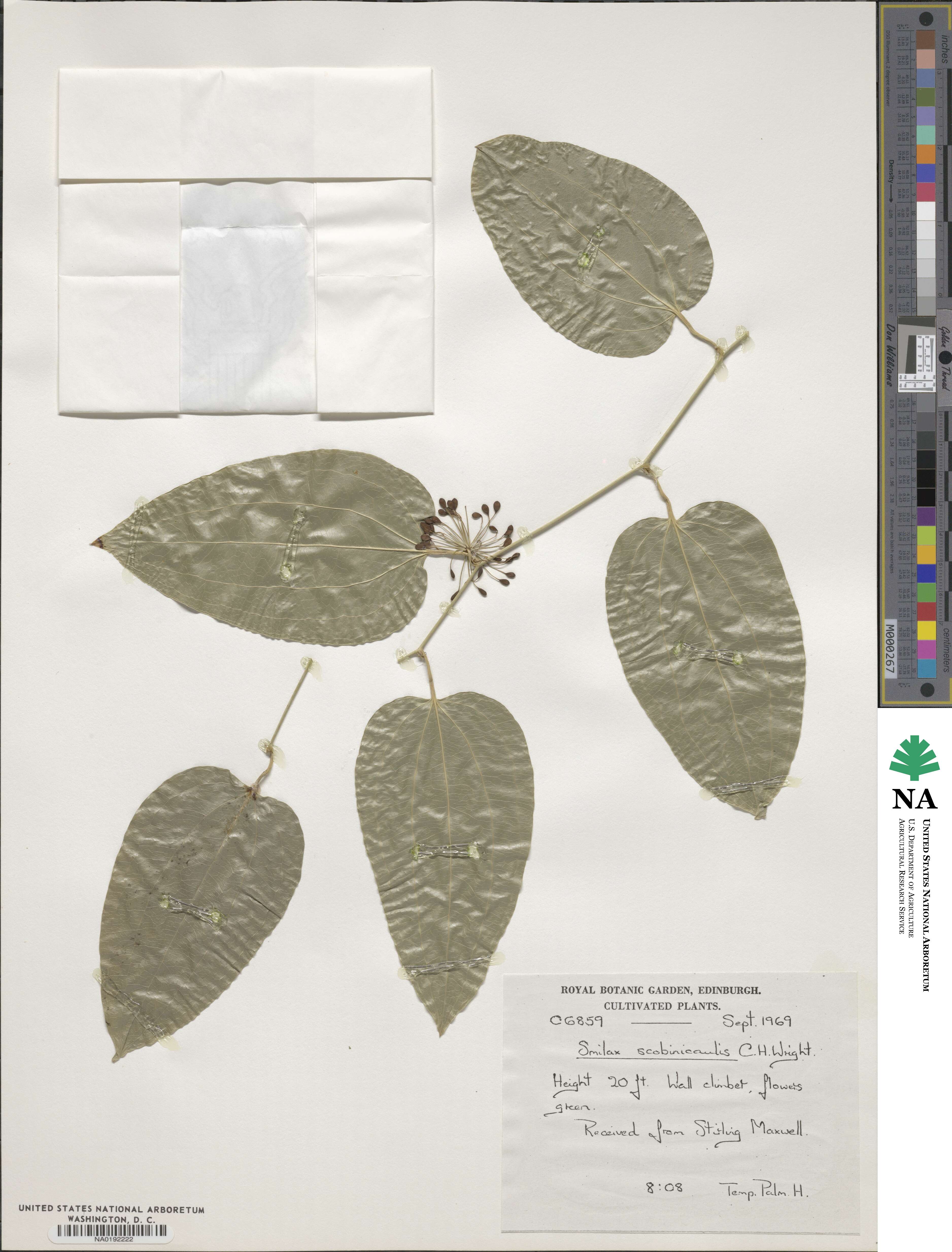 Smilax scobinicaulis image