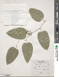 Smilax scobinicaulis image