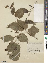 Smilax sieboldii image