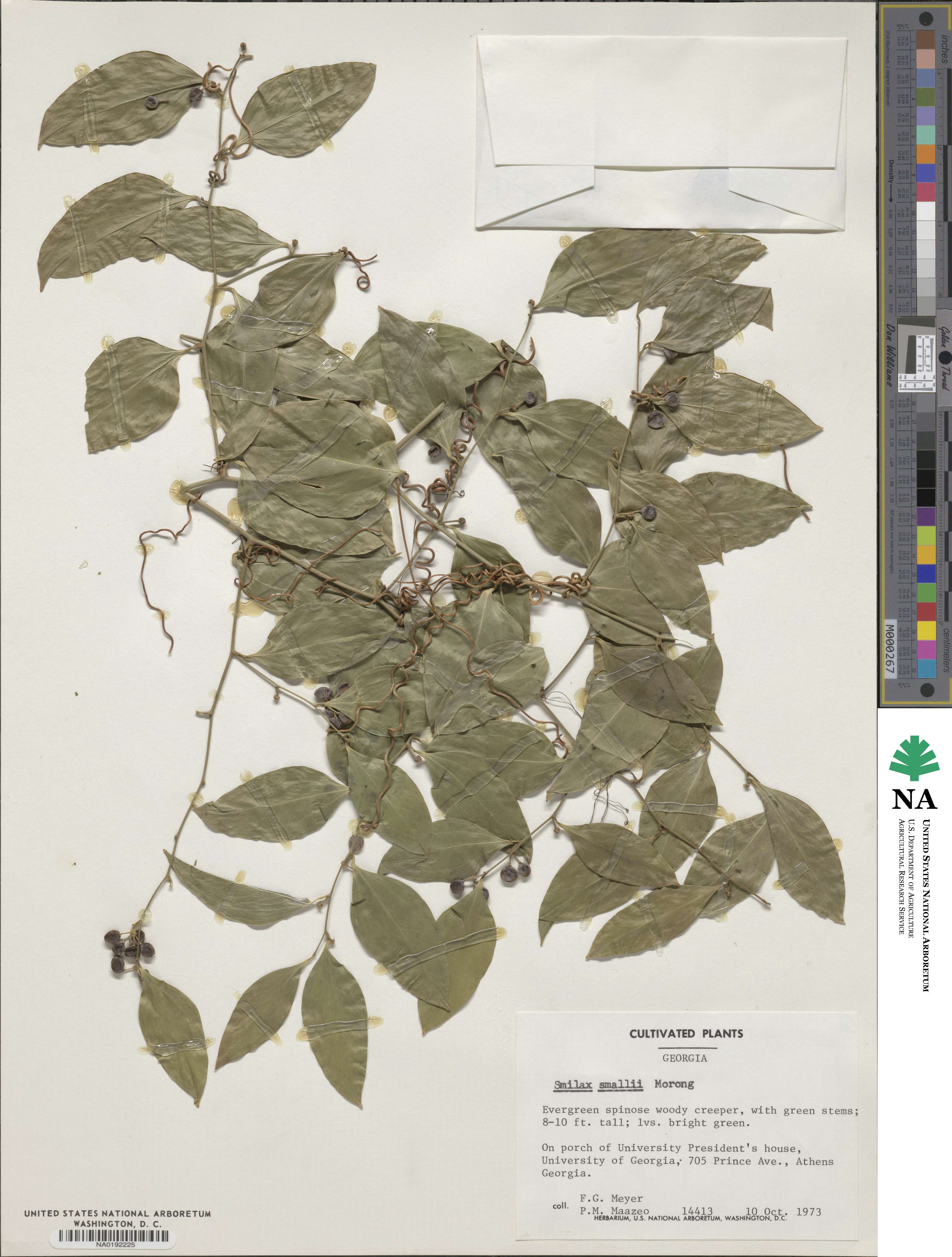 Smilax maritima image