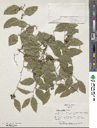 Smilax maritima image