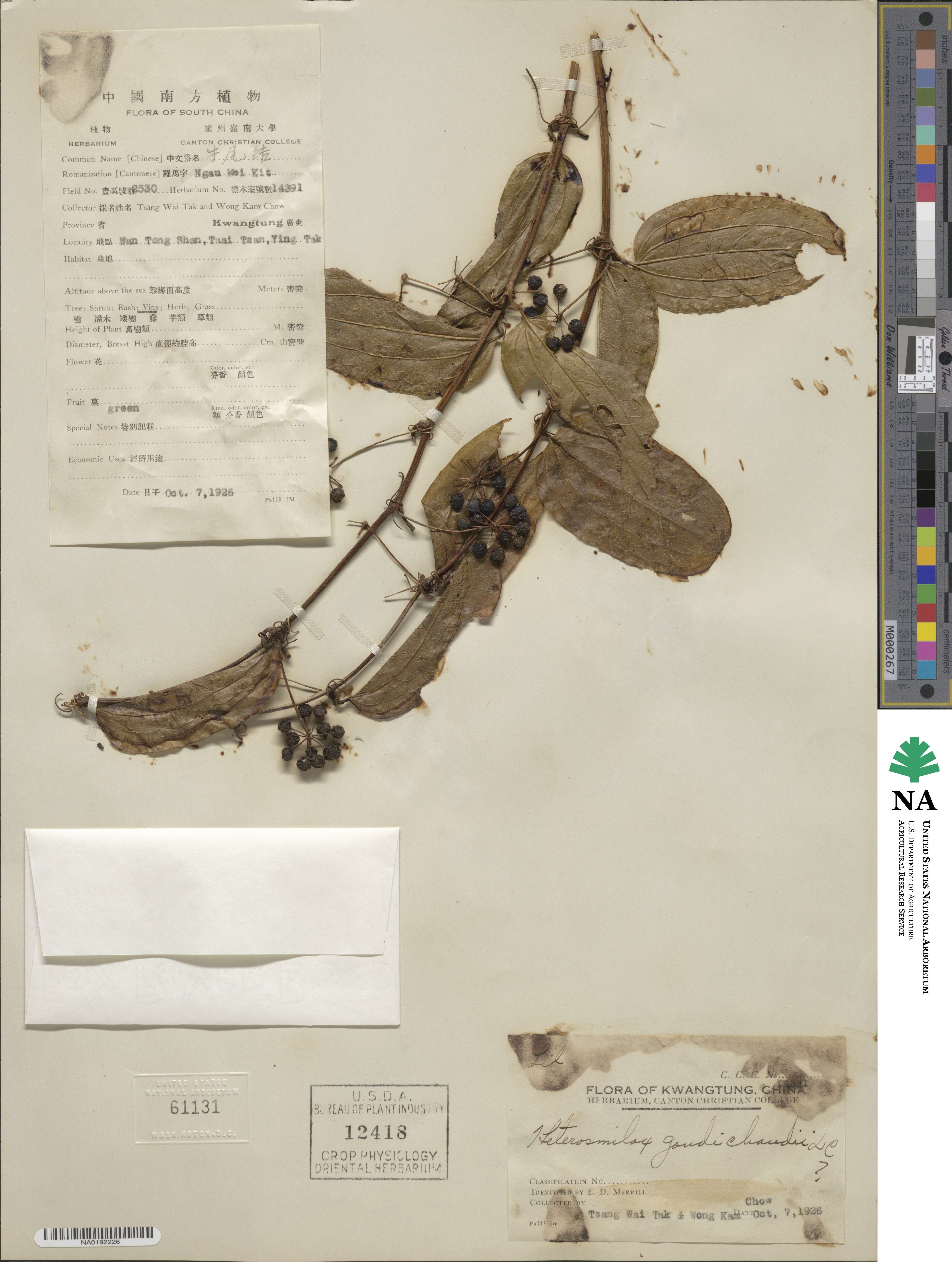 Smilax gaudichaudiana image