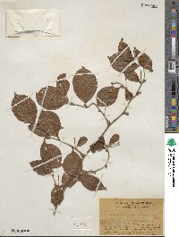 Smilax gaudichaudiana image