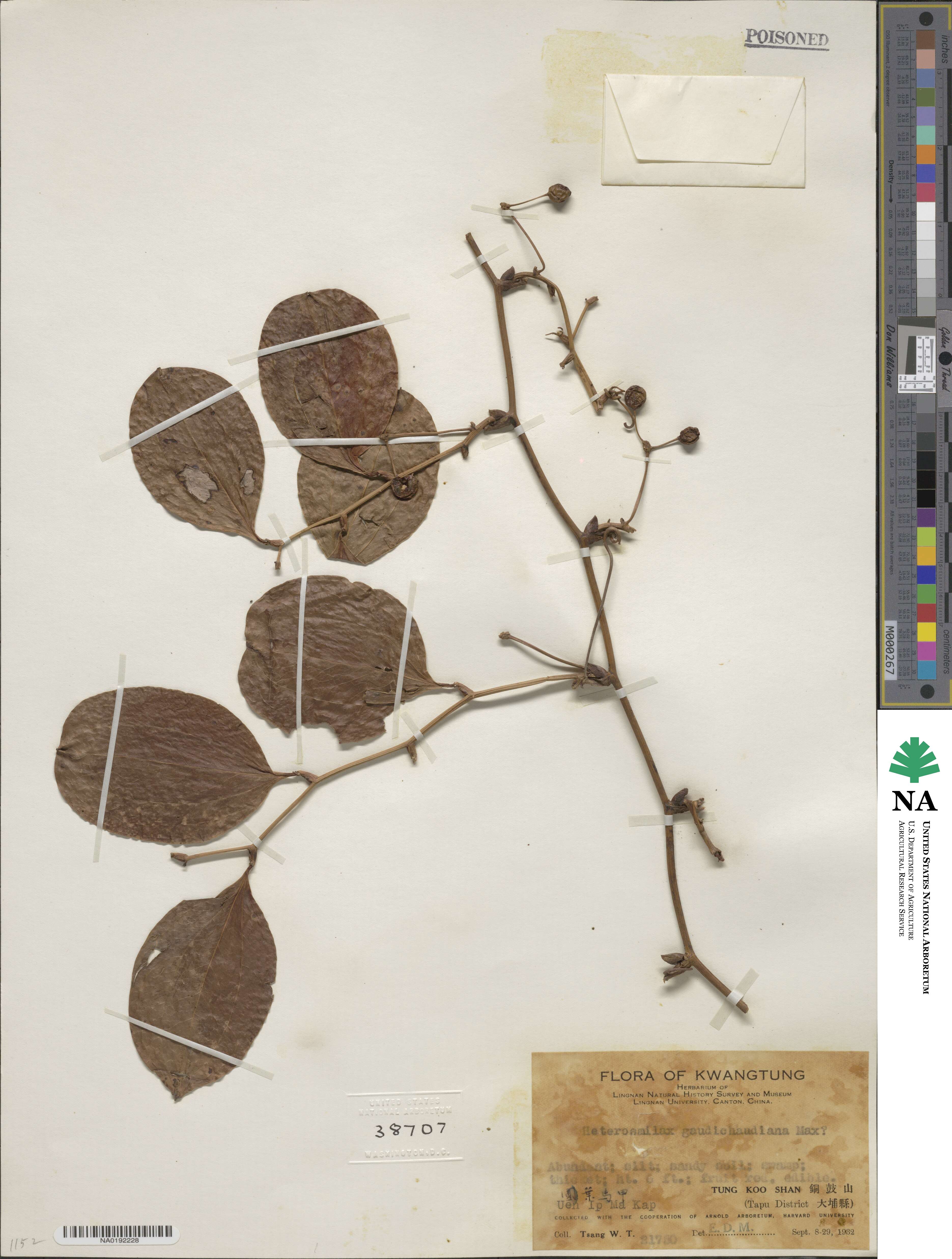 Smilax gaudichaudiana image