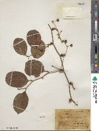 Smilax gaudichaudiana image