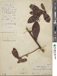 Smilax gaudichaudiana image