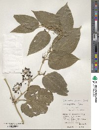 Smilax bockii image