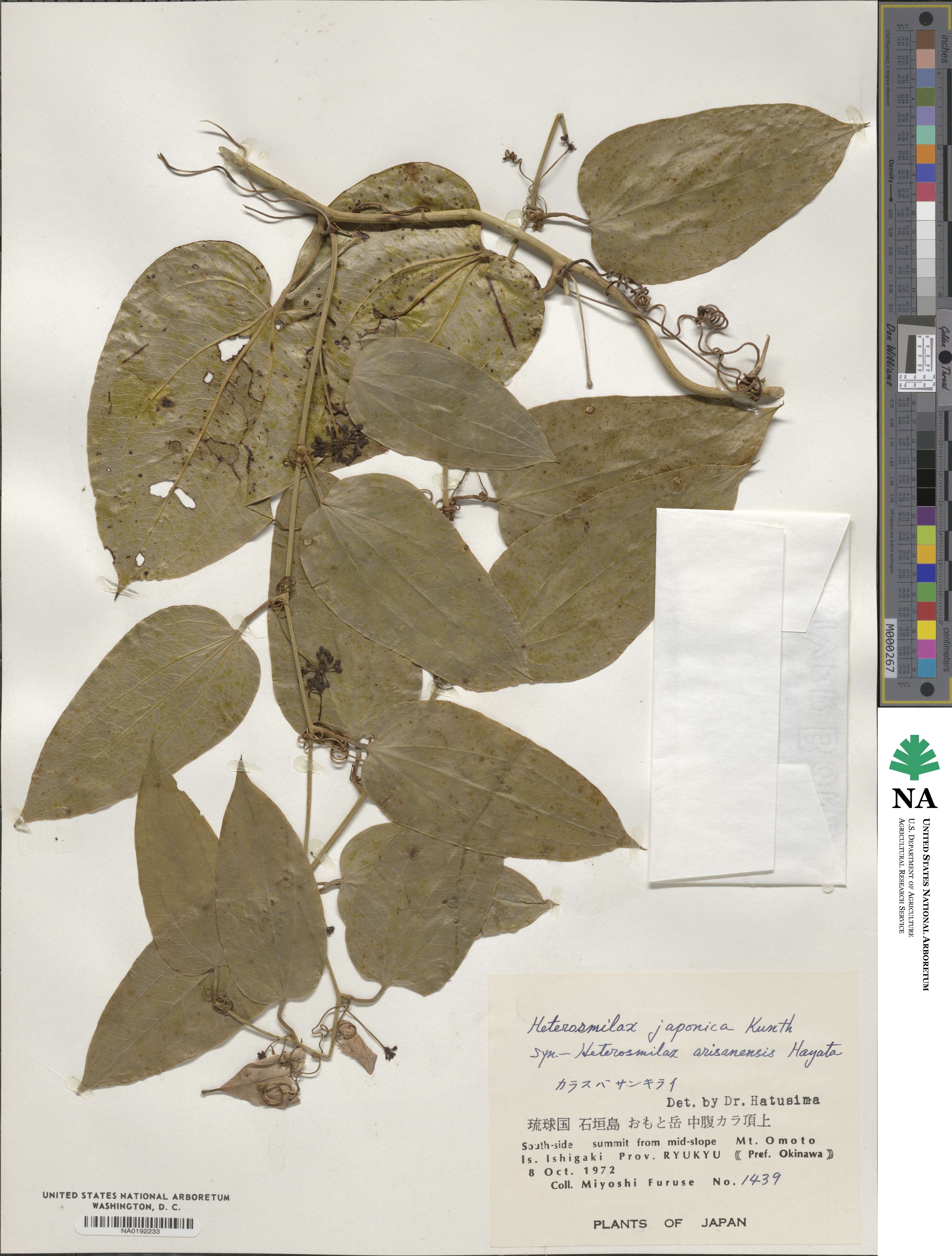 Smilax bockii image