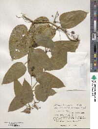 Smilax bockii image