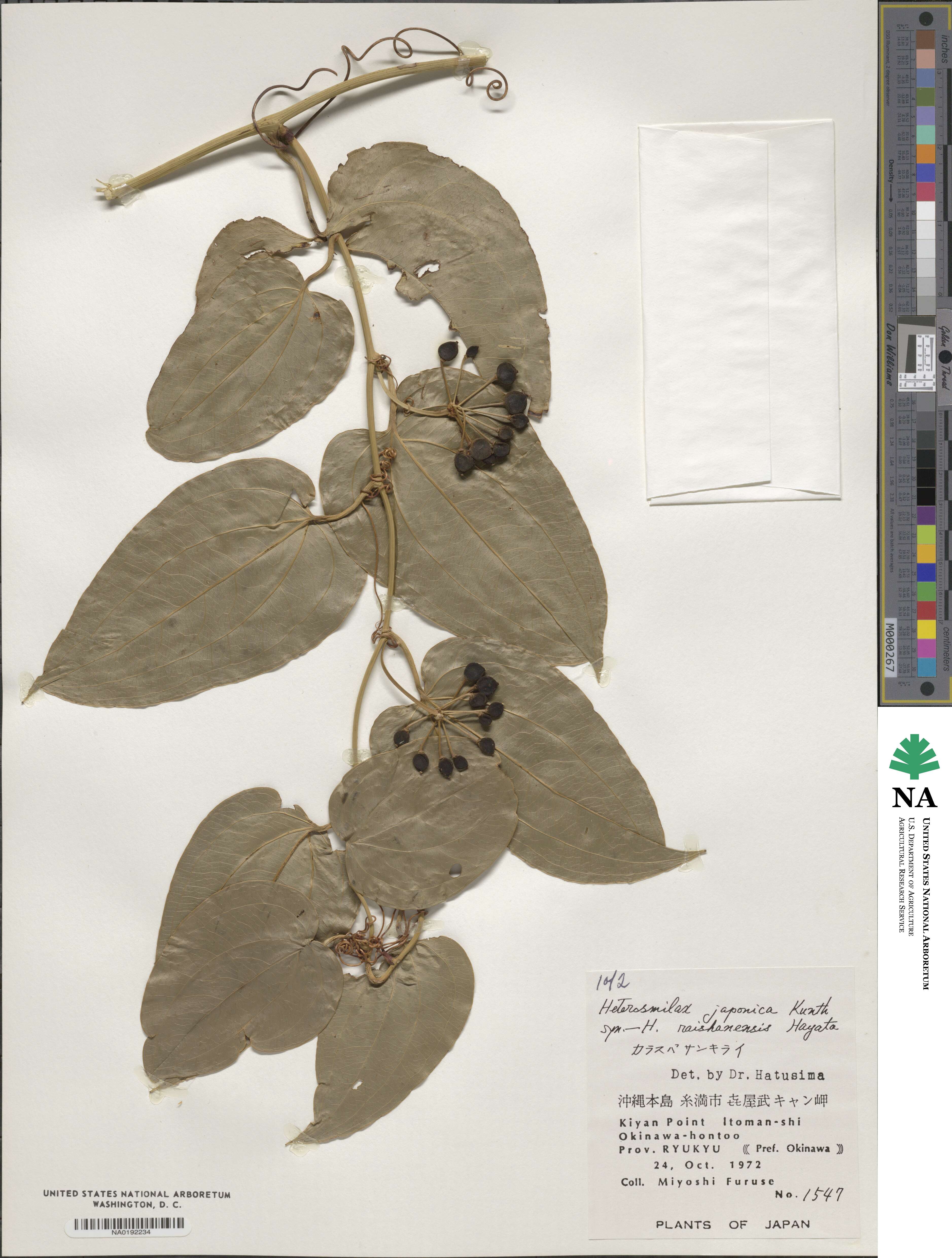 Smilax bockii image