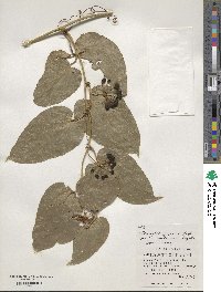 Smilax bockii image