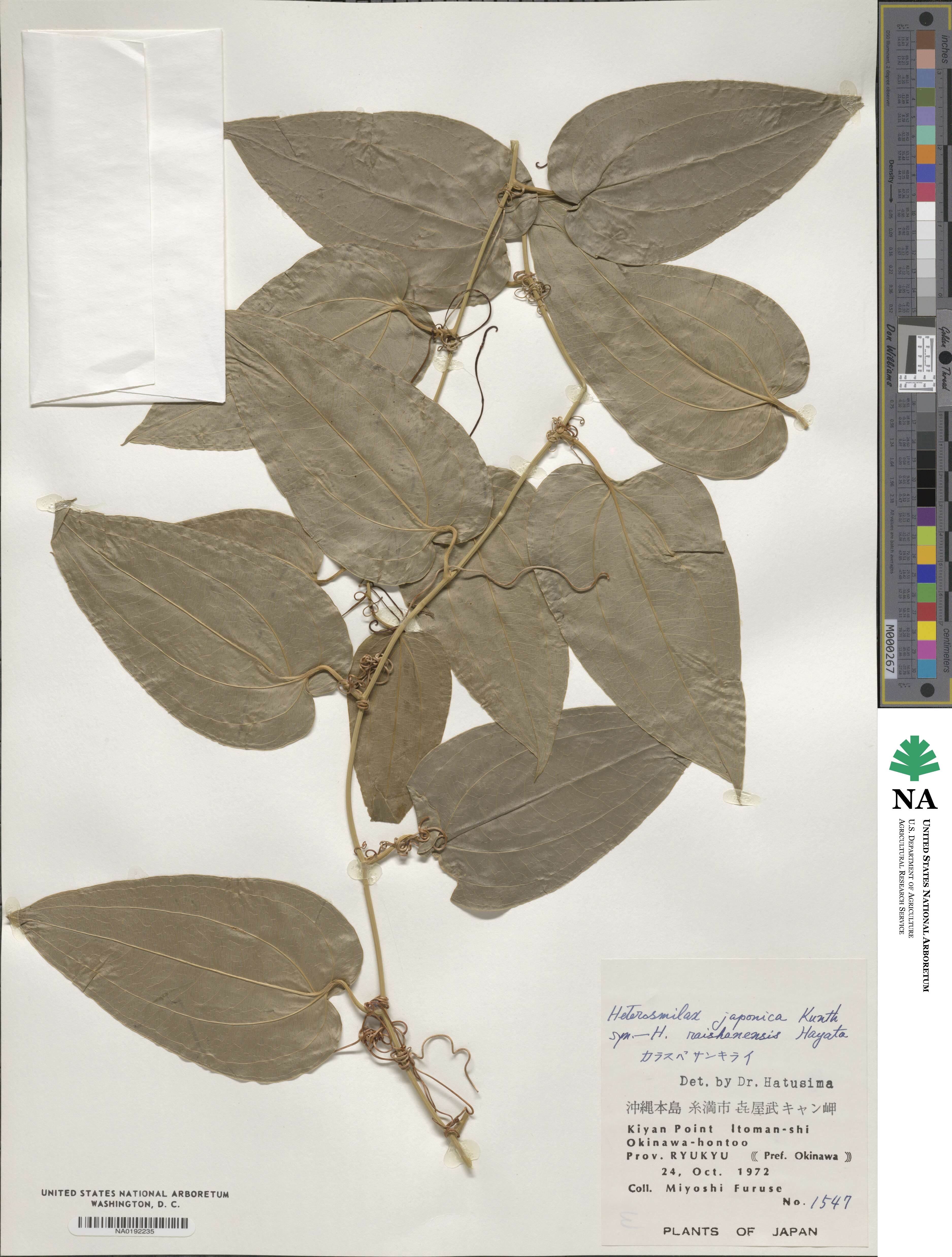 Smilax bockii image