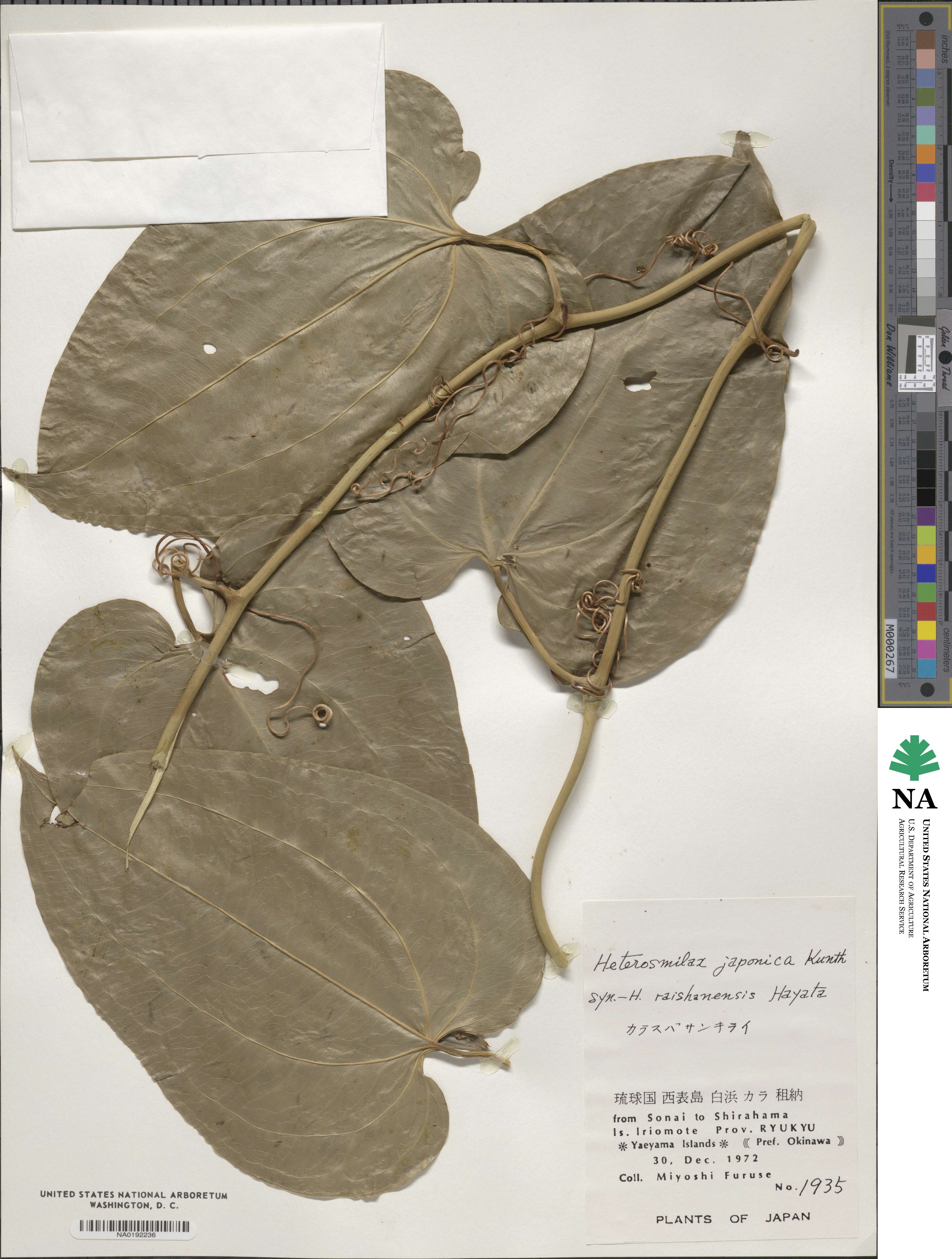 Smilax bockii image