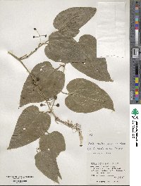 Smilax bockii image