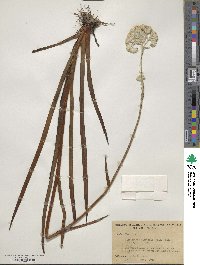 Lachnanthes tinctoria image