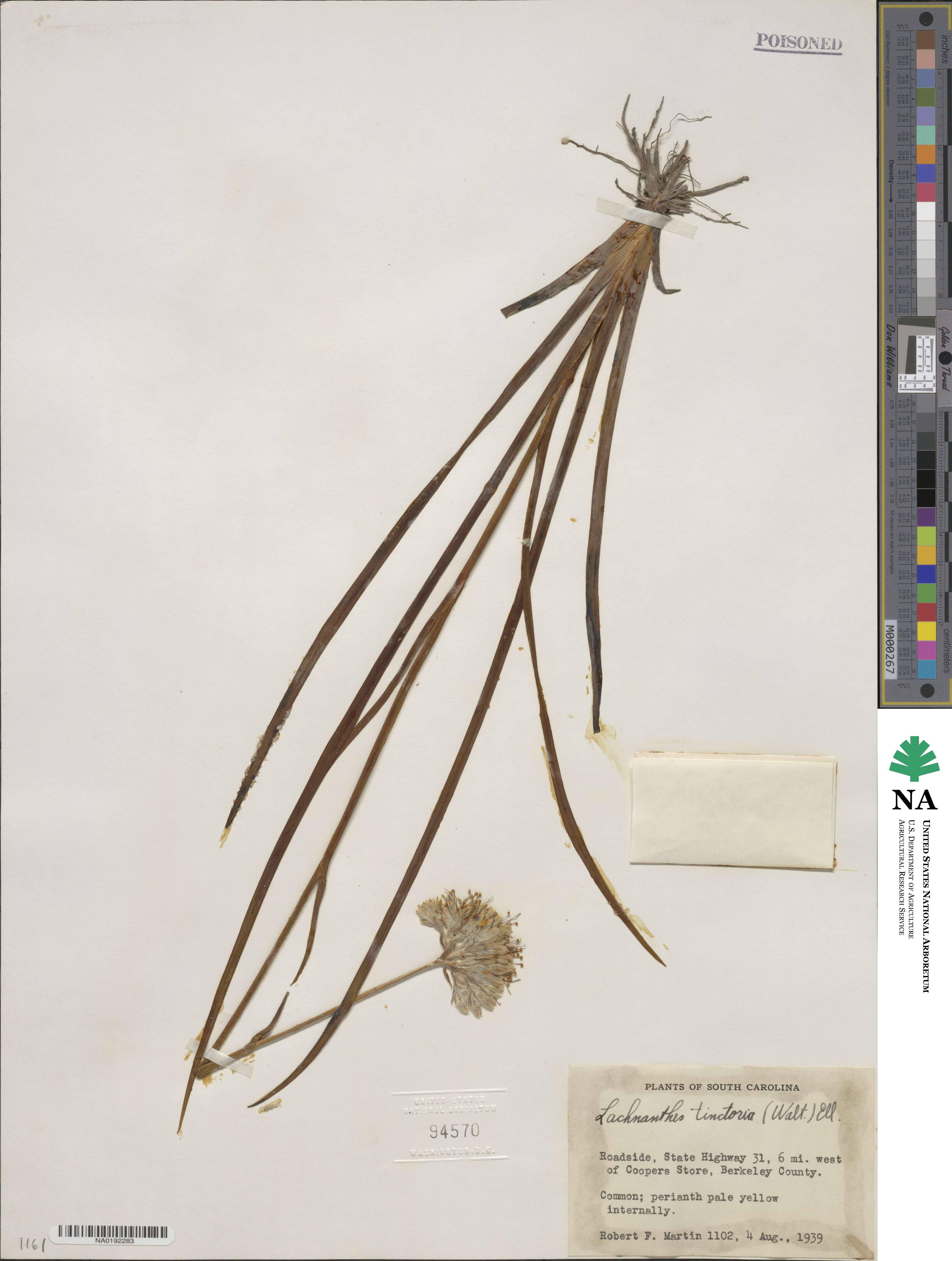 Lachnanthes tinctoria image