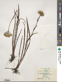 Lachnanthes tinctoria image