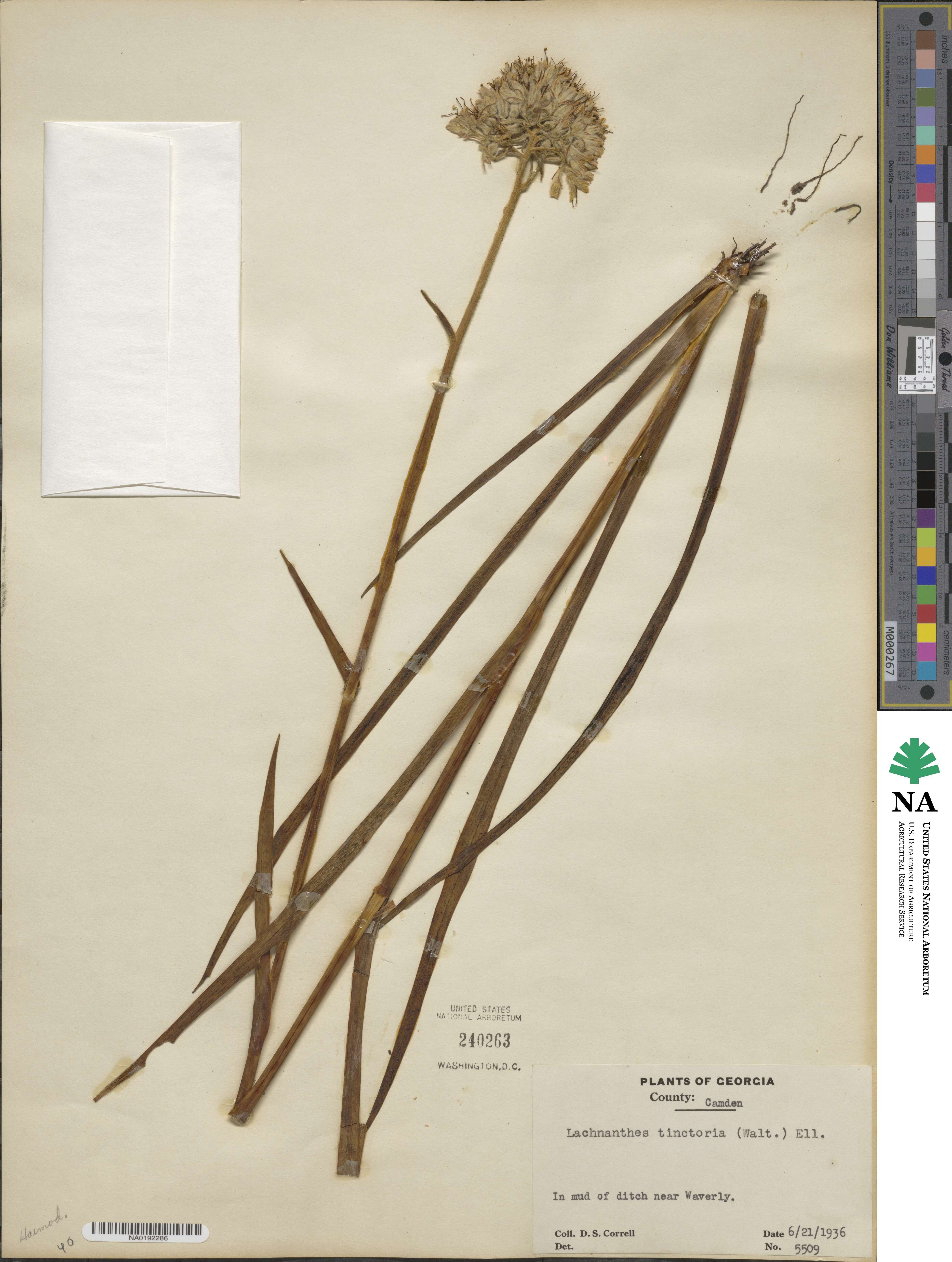 Lachnanthes image