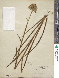 Lachnanthes tinctoria image