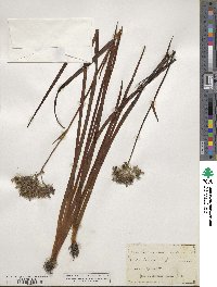 Lachnanthes tinctoria image