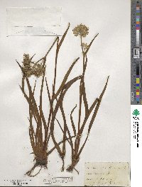 Lachnanthes tinctoria image