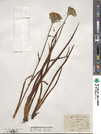 Lachnanthes tinctoria image