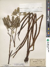 Lachnanthes tinctoria image