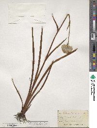 Lachnanthes tinctoria image