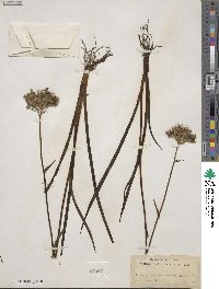 Lachnanthes tinctoria image