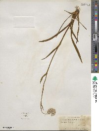 Lachnanthes tinctoria image