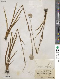 Lachnanthes tinctoria image