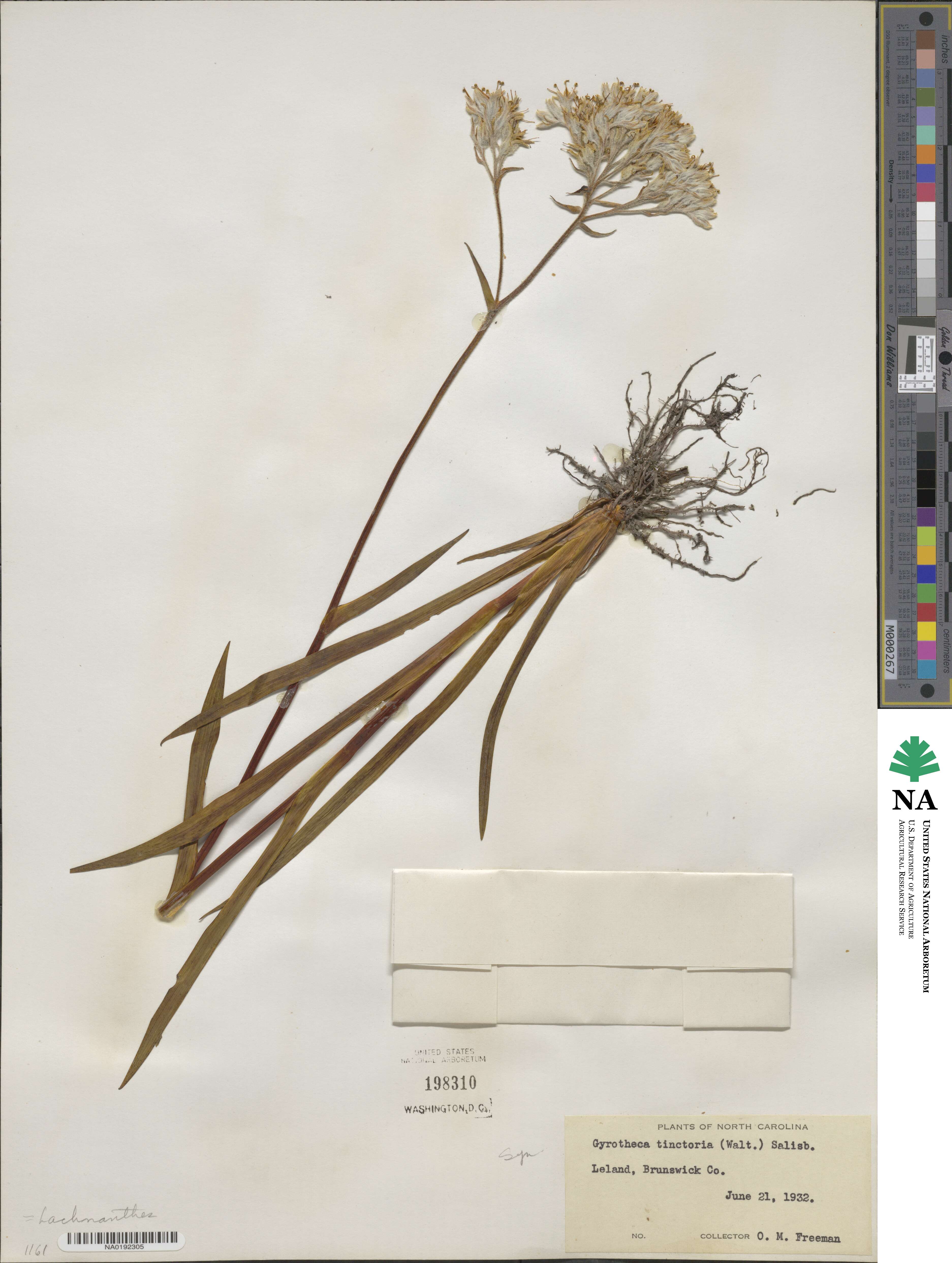 Lachnanthes tinctoria image