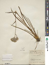 Lachnanthes tinctoria image