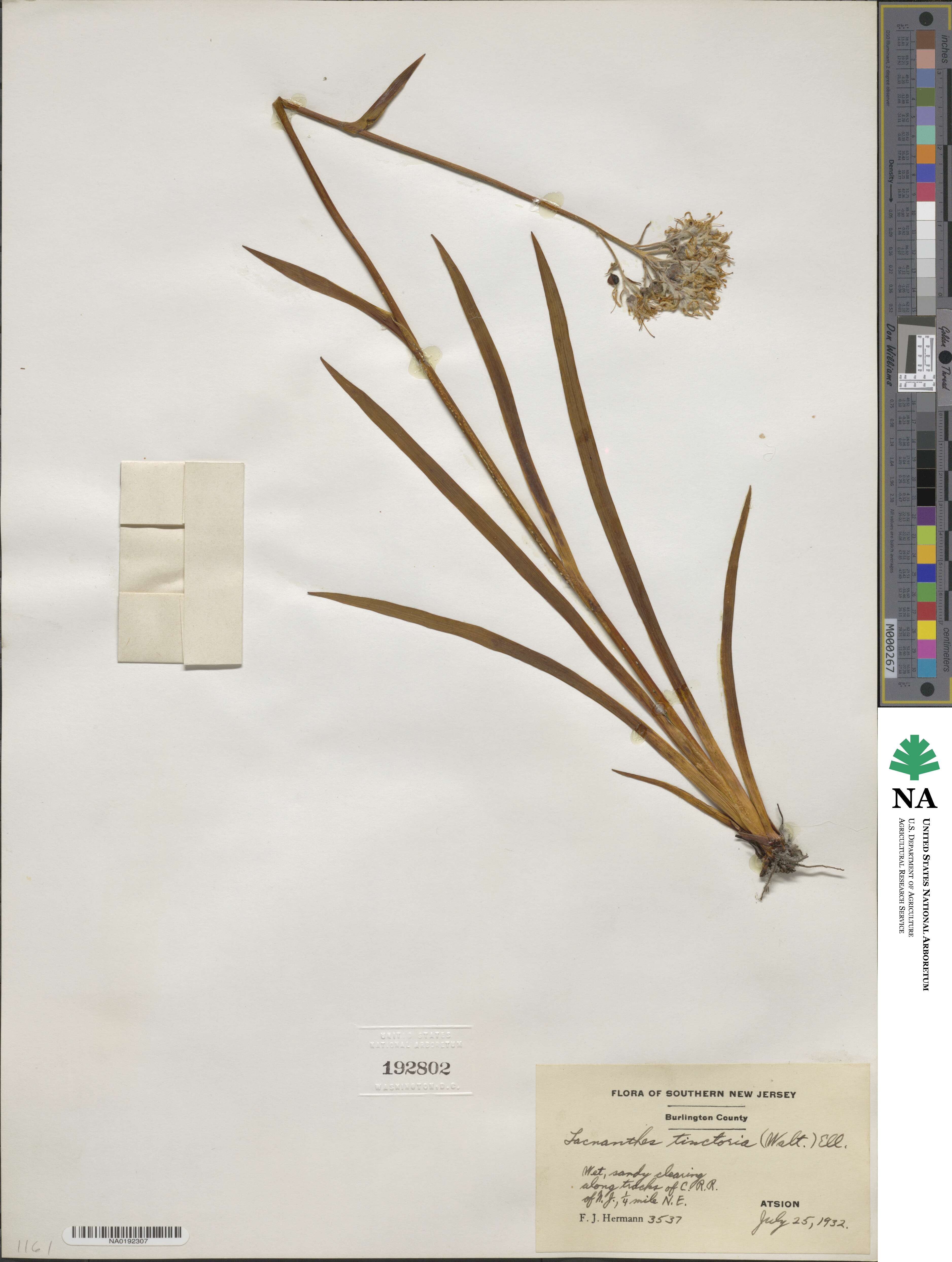 Lachnanthes tinctoria image