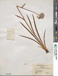 Lachnanthes tinctoria image