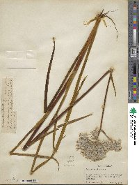 Lachnanthes tinctoria image