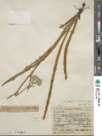 Lachnanthes tinctoria image