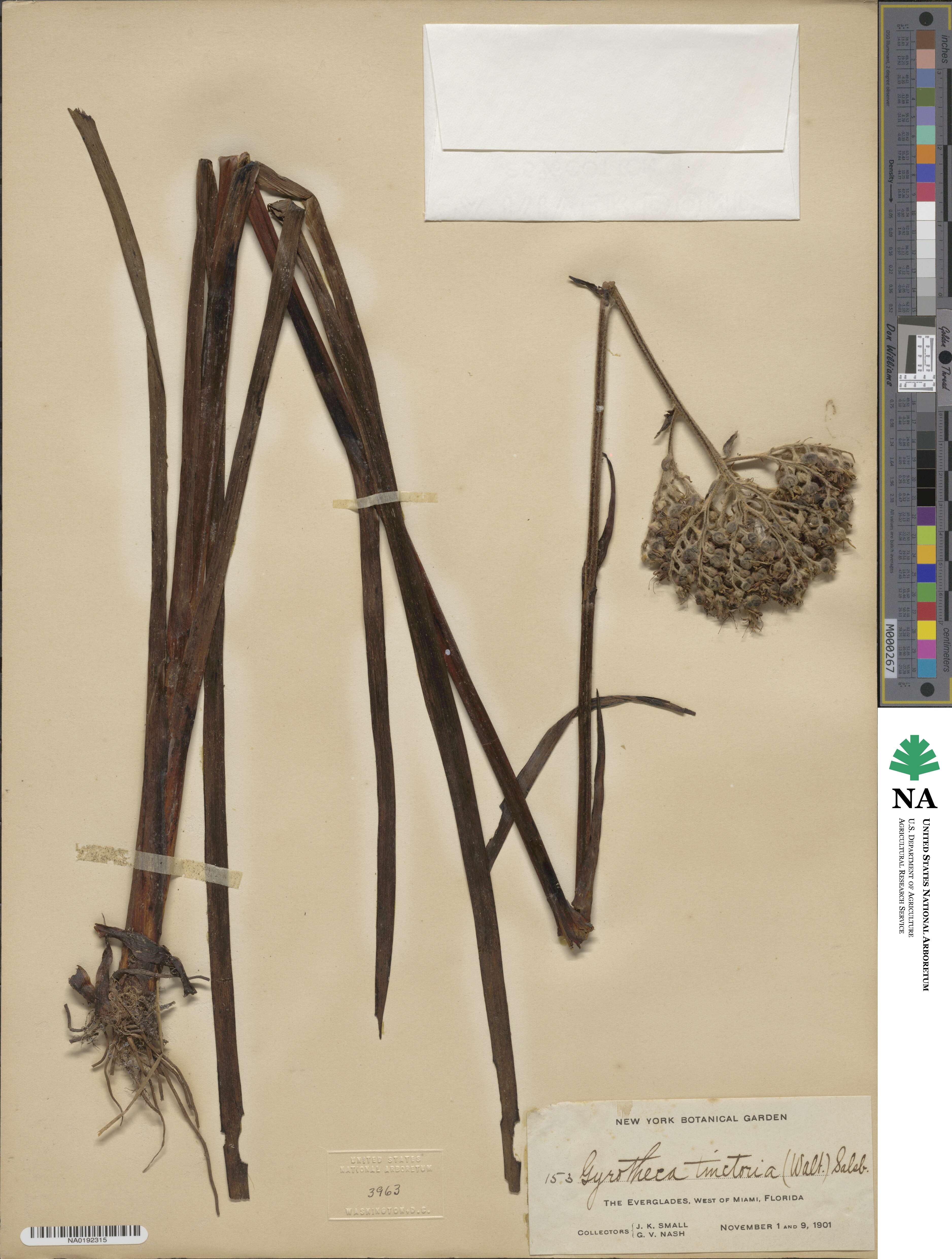 Lachnanthes image